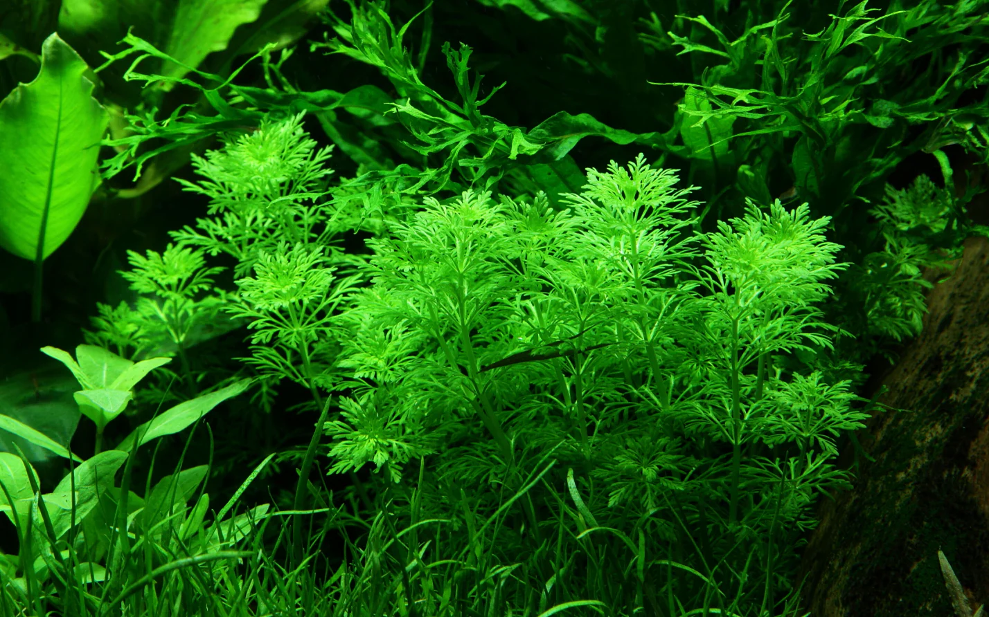 Limnophila sessiliflora Tropica - Image 3