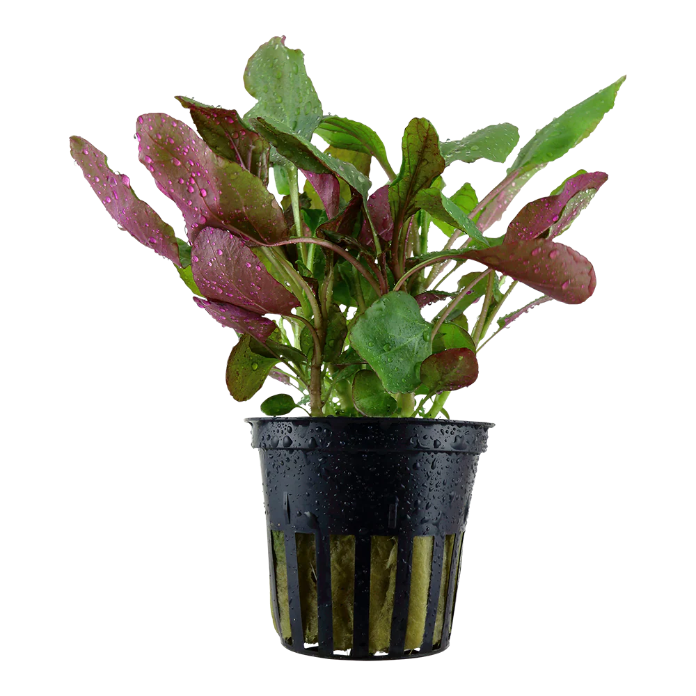 Lobelia cardinalis Tropica