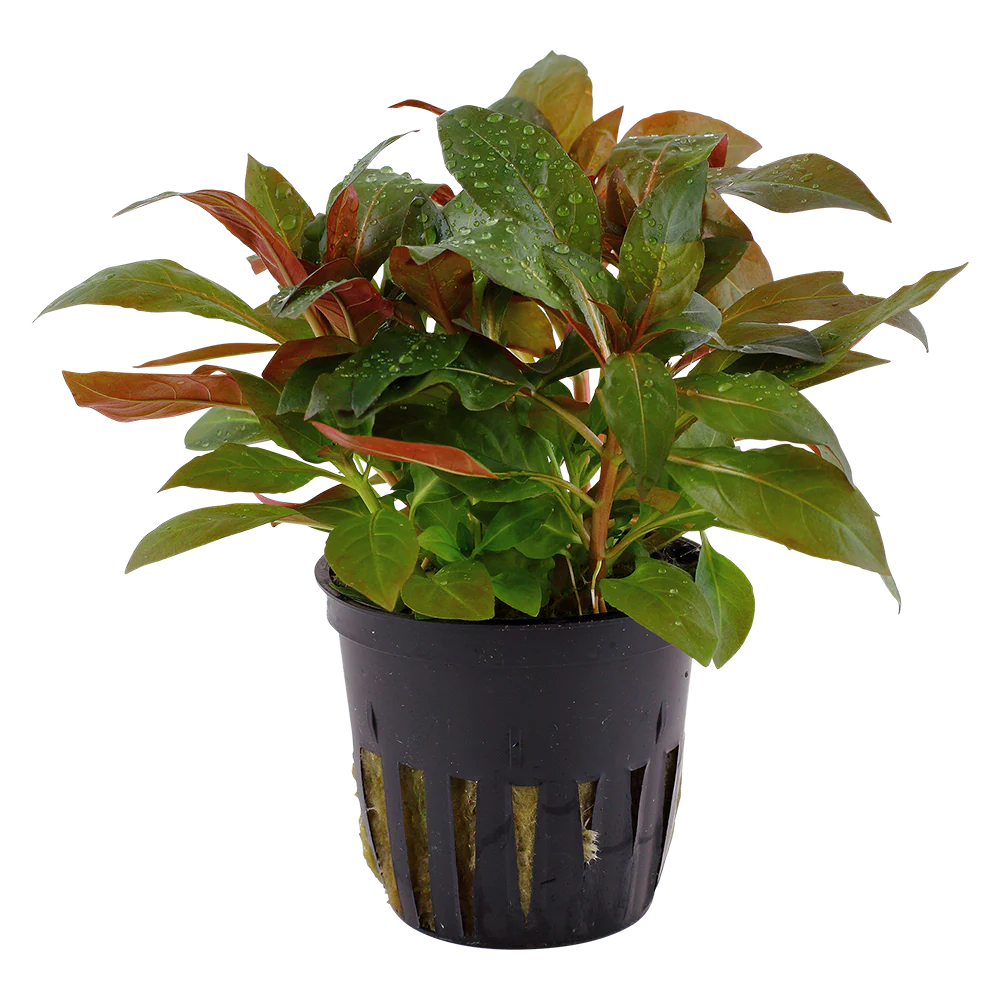 Ludwigia glandulosa Tropica