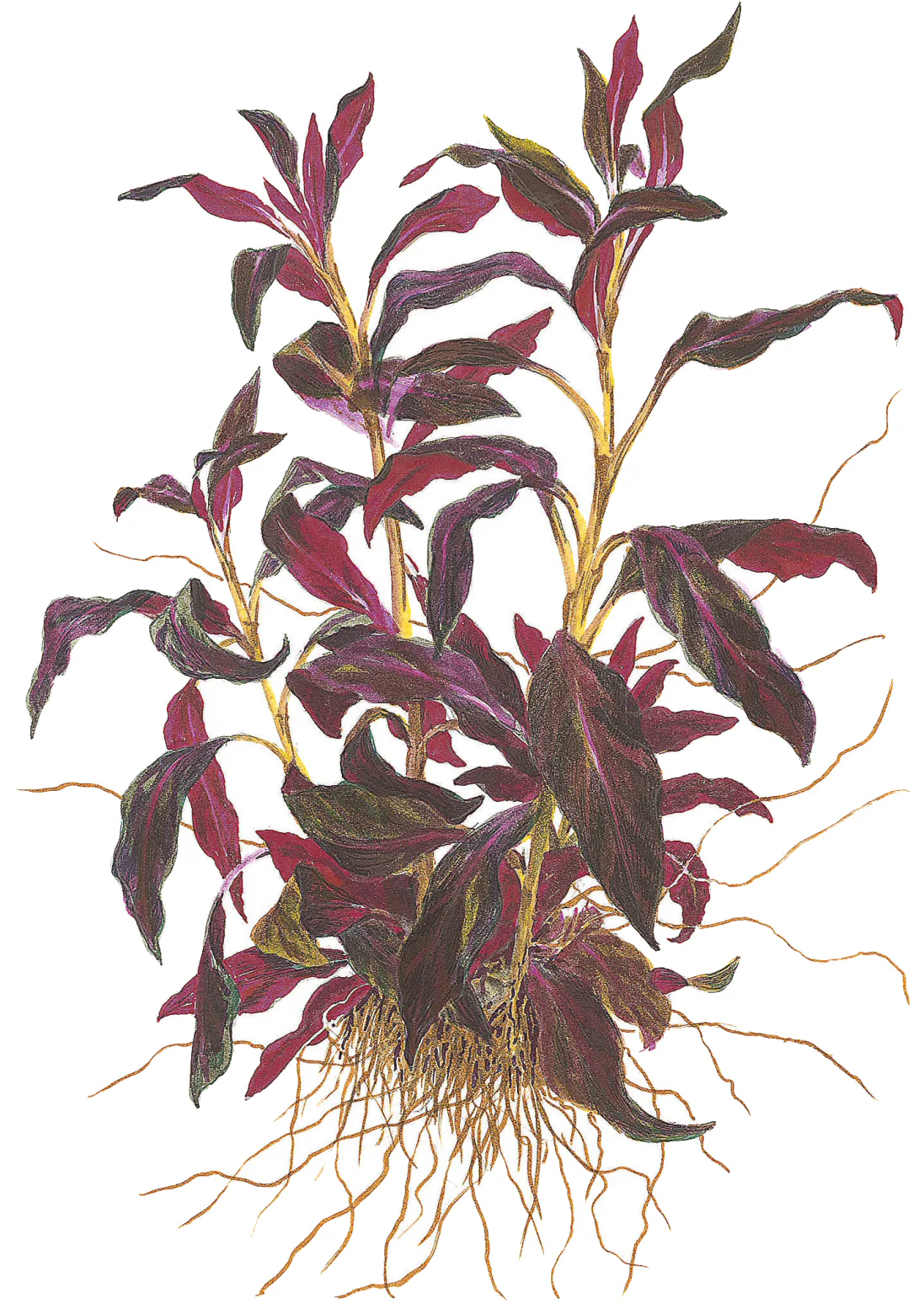 Ludwigia glandulosa Tropica - Image 5
