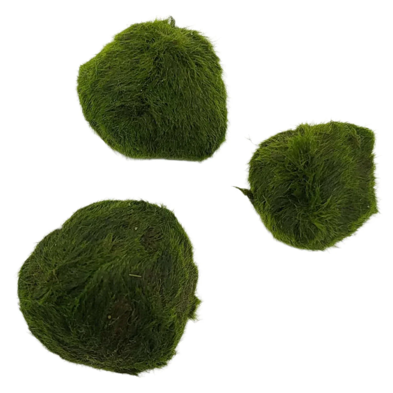 Marimo Moss Ball 2-4cm - Image 3