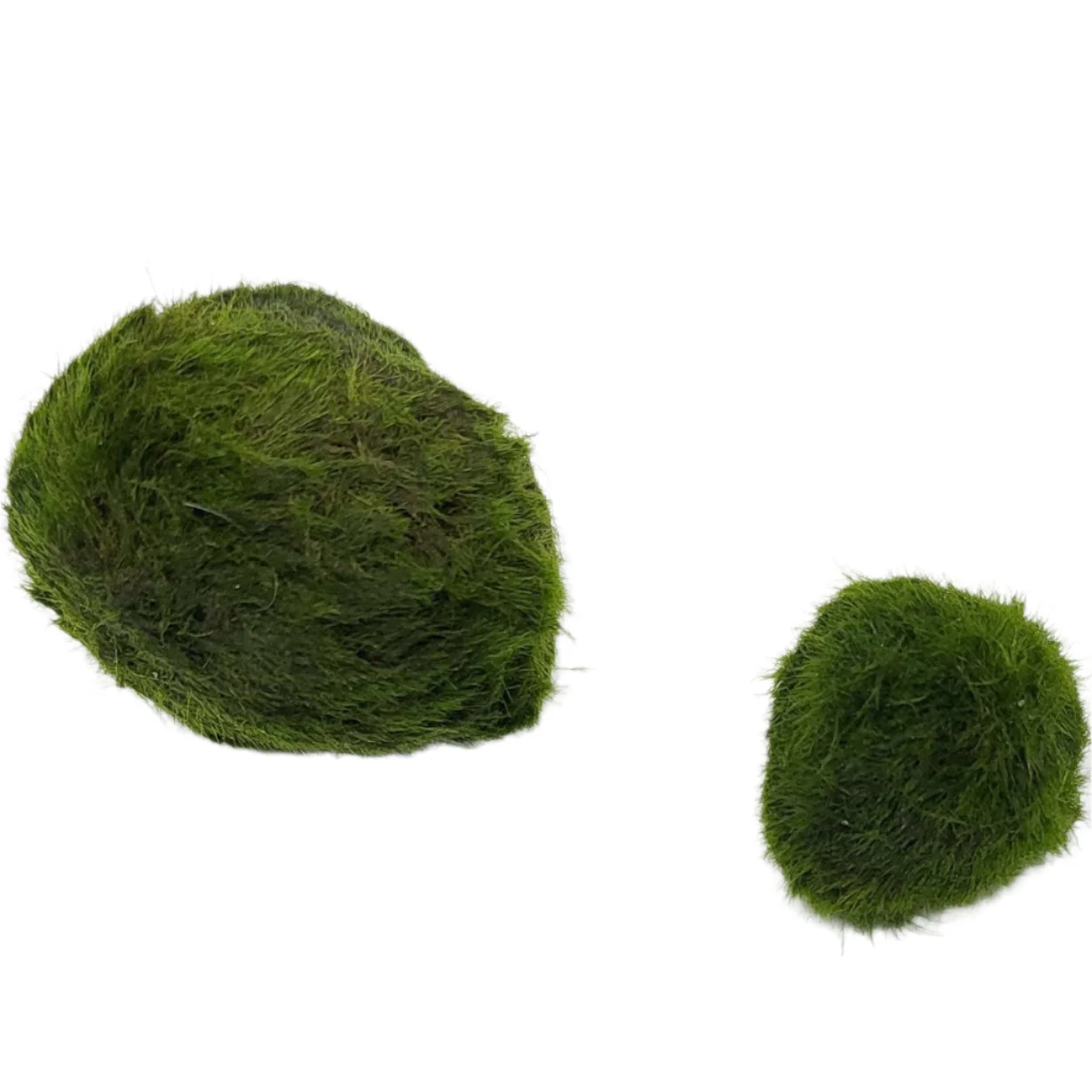 Marimo Moss Ball 2-4cm - Image 4