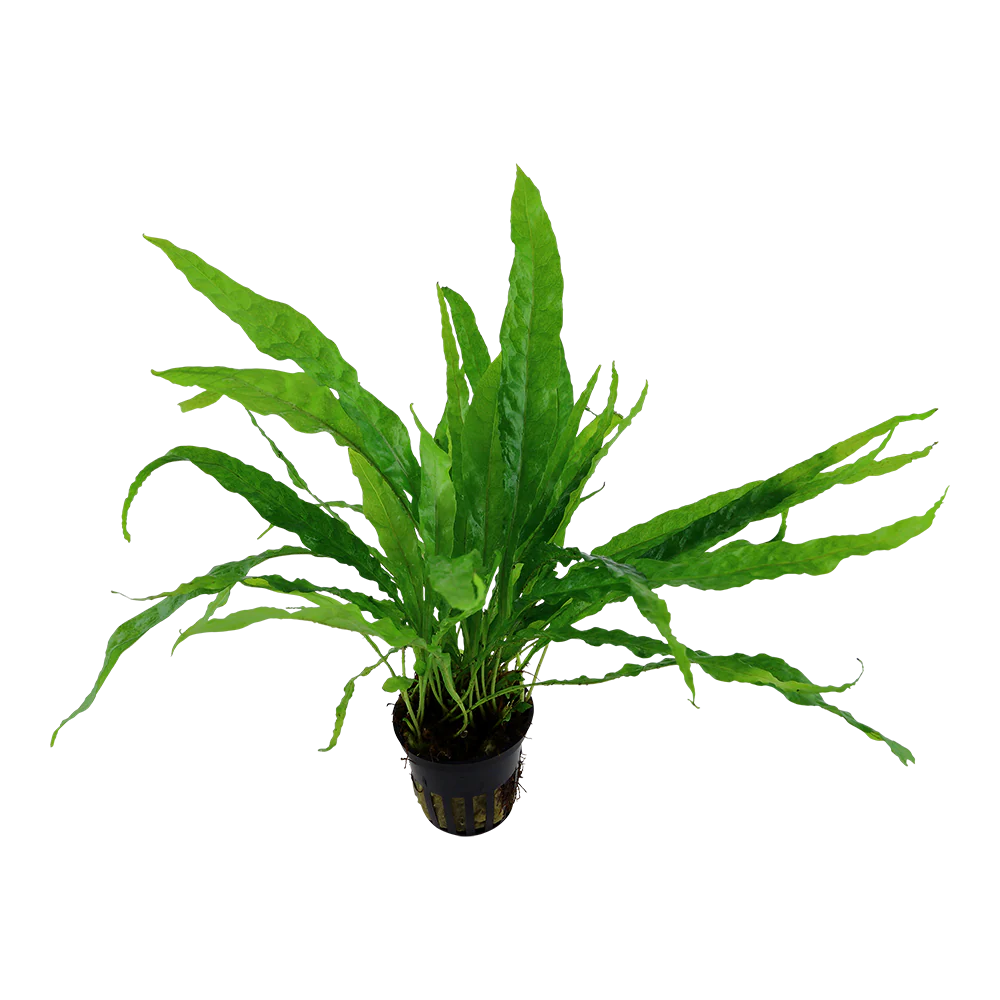 Microsorum pteropus AQUADIP Java Fern - Image 2