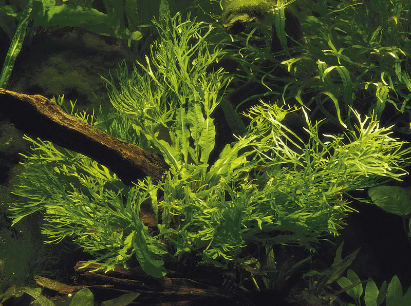 Microsorum pteropus sp. Windelov AQUADIP - Image 2