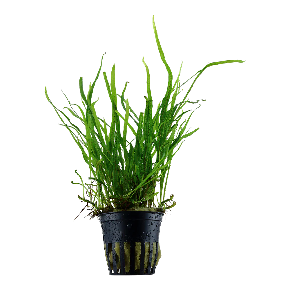 Microsorum pteropus Trident AQUADIP