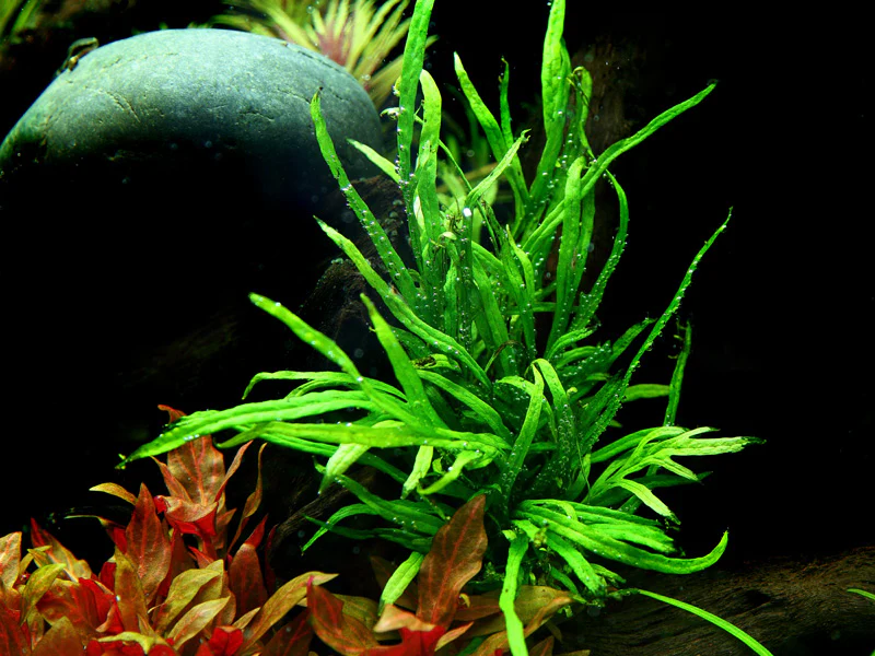 Microsorum pteropus Trident AQUADIP - Image 4