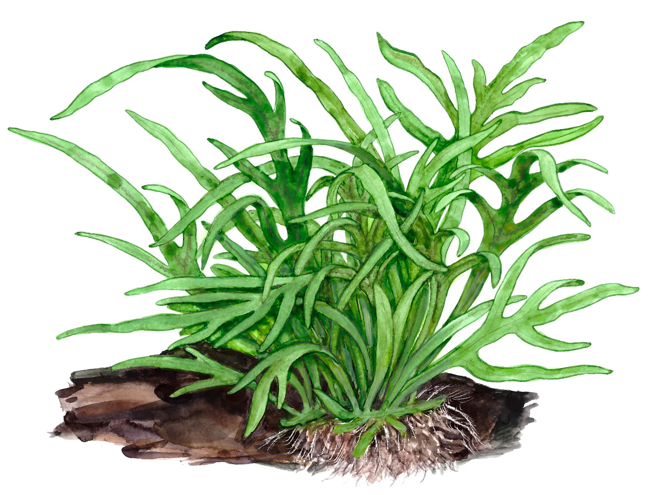 Microsorum pteropus Trident Tropica Java Fern - Image 5
