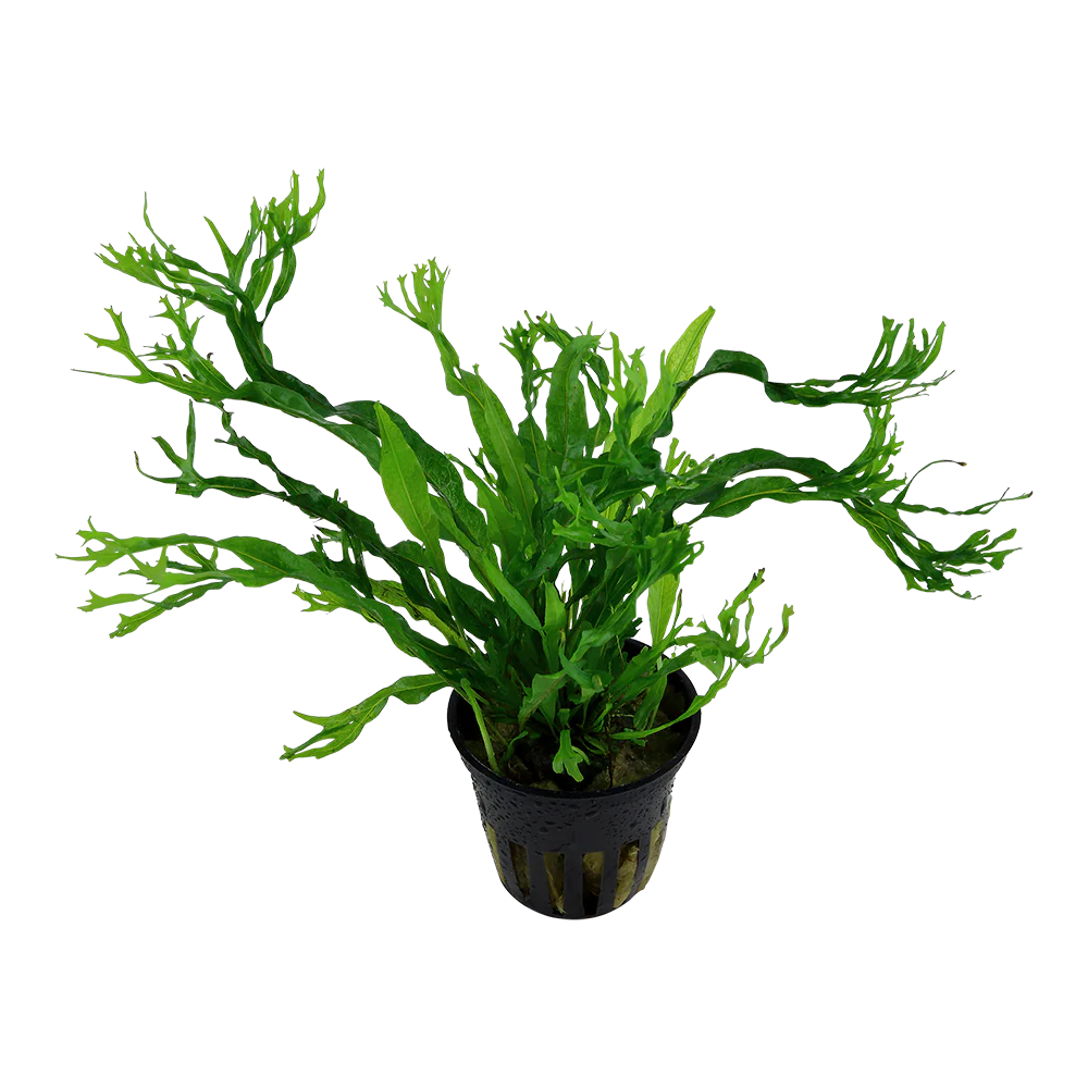 Microsorum pteropus Windelov Tropica Java Fern - Image 3