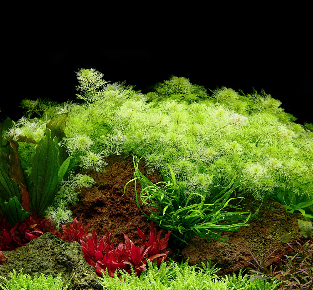 Myriophyllum mattogrossense Tropica - Image 4