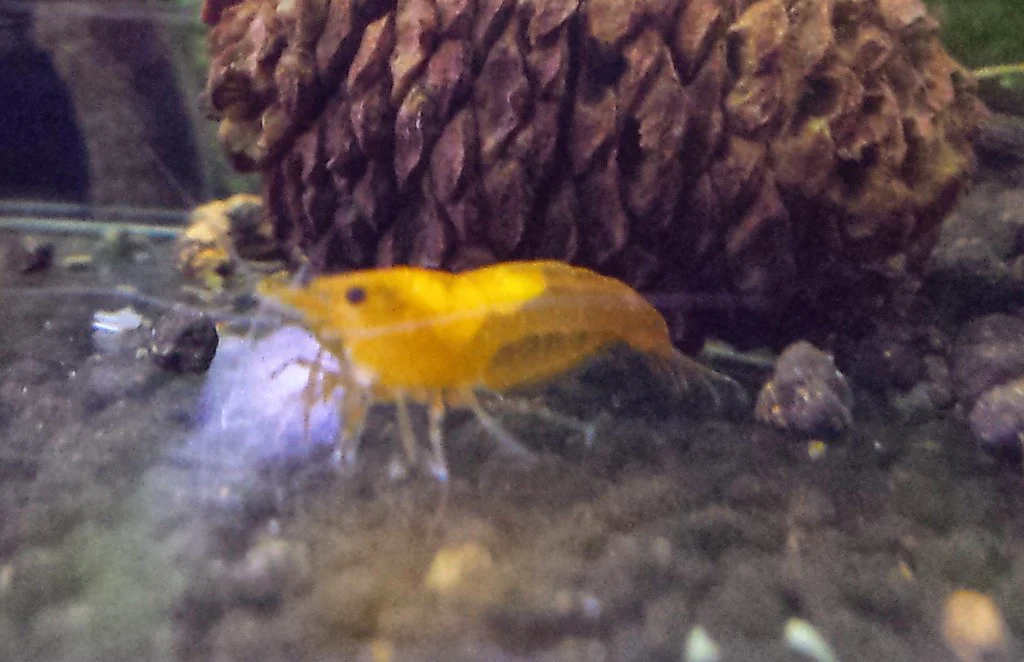 Orange Shrimp - Image 3