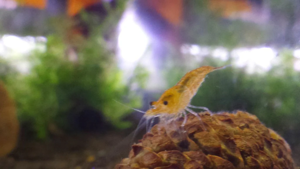 Orange Shrimp - Image 6
