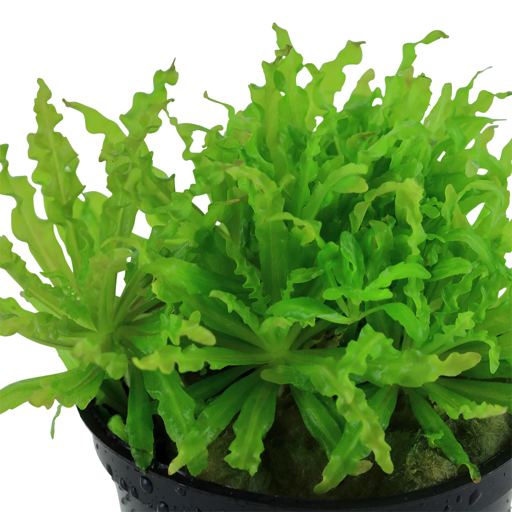 Pogostemon helferi Tropica - Image 2
