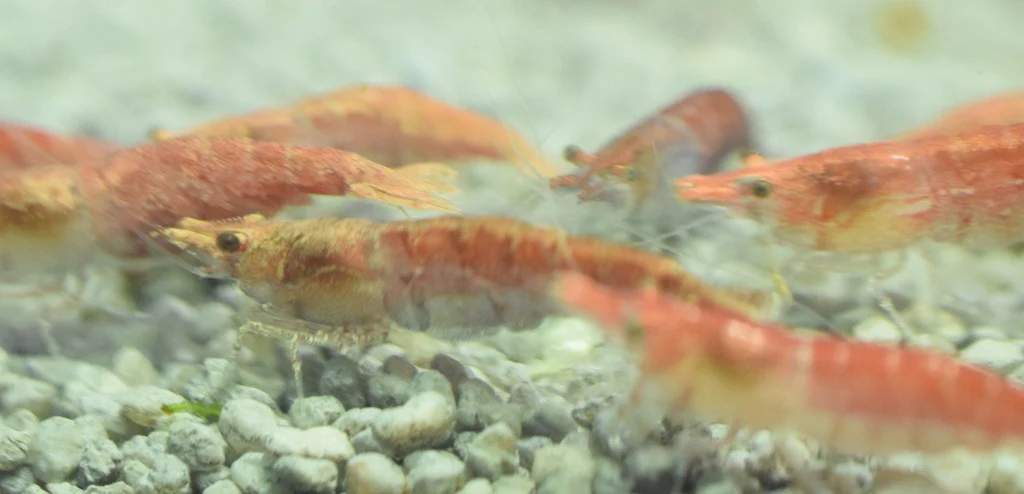 Red Cherry Shrimp - Image 4