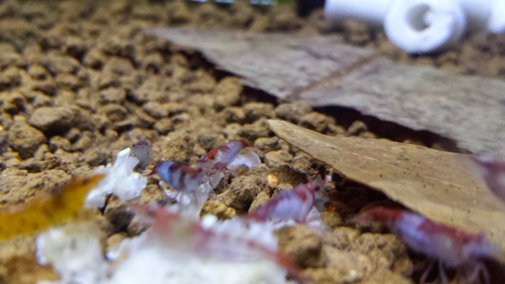 Red Rili Shrimp - Image 4