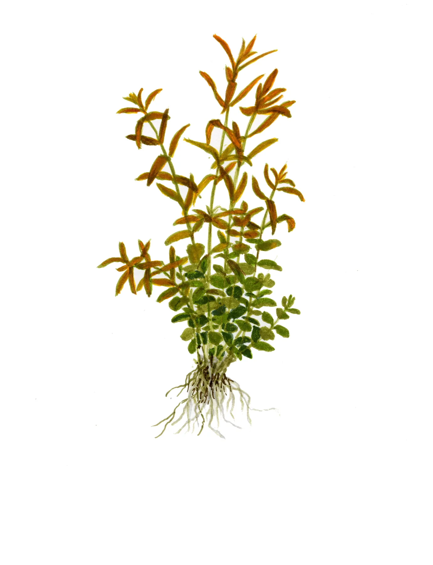 Rotala rotundifolia Tropica (Single Package) - Image 4