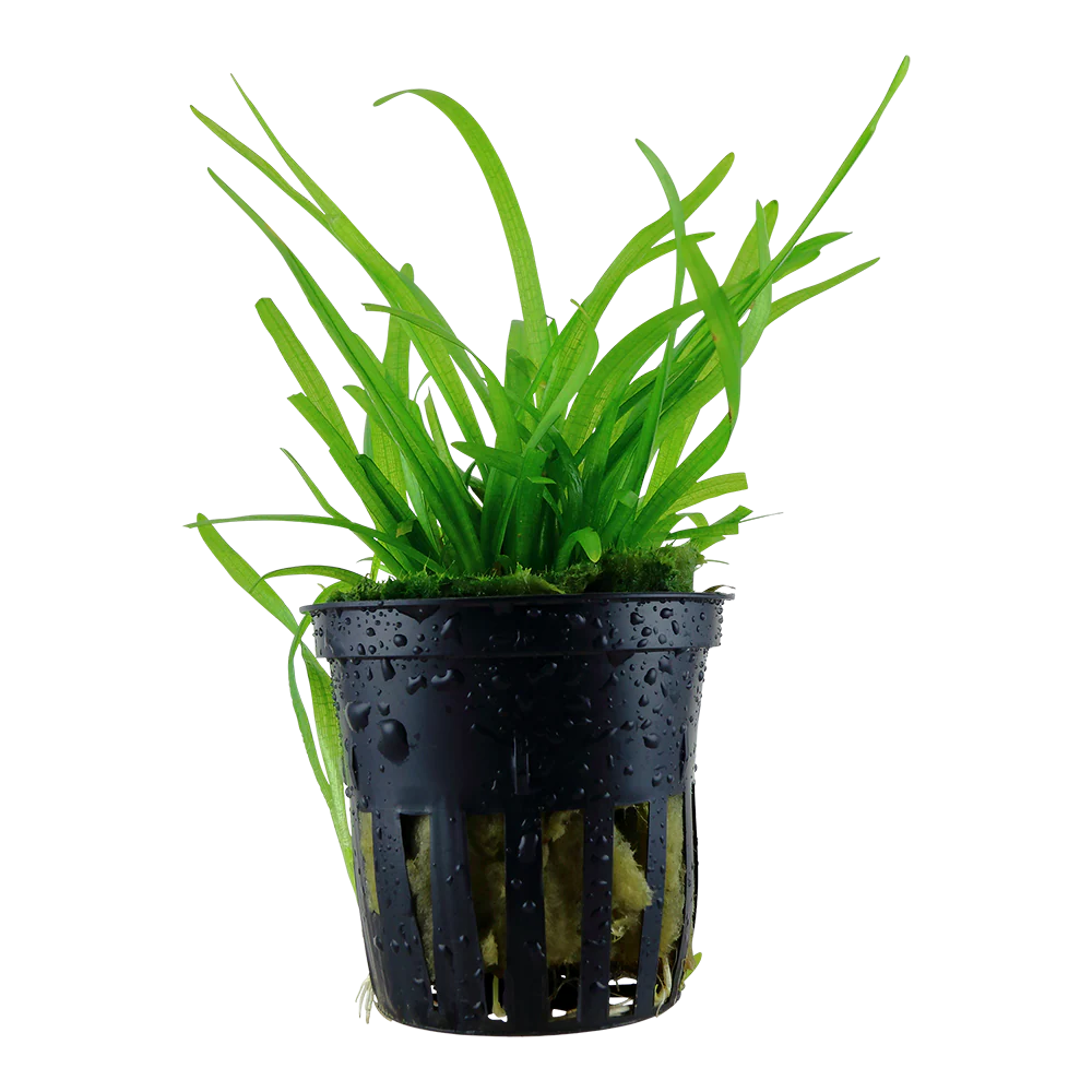 Sagittaria subulata Tropica