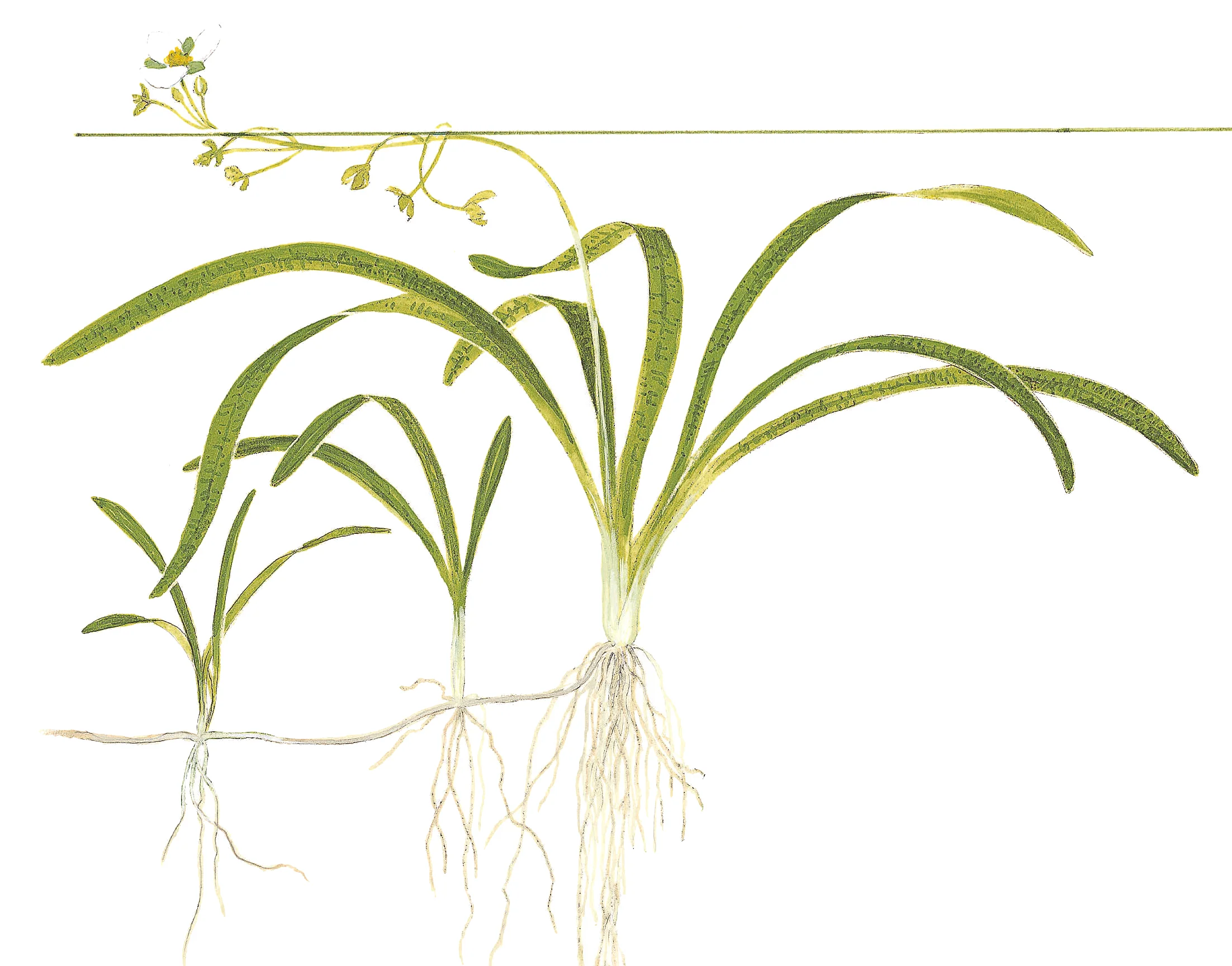 Sagittaria subulata Tropica - Image 4