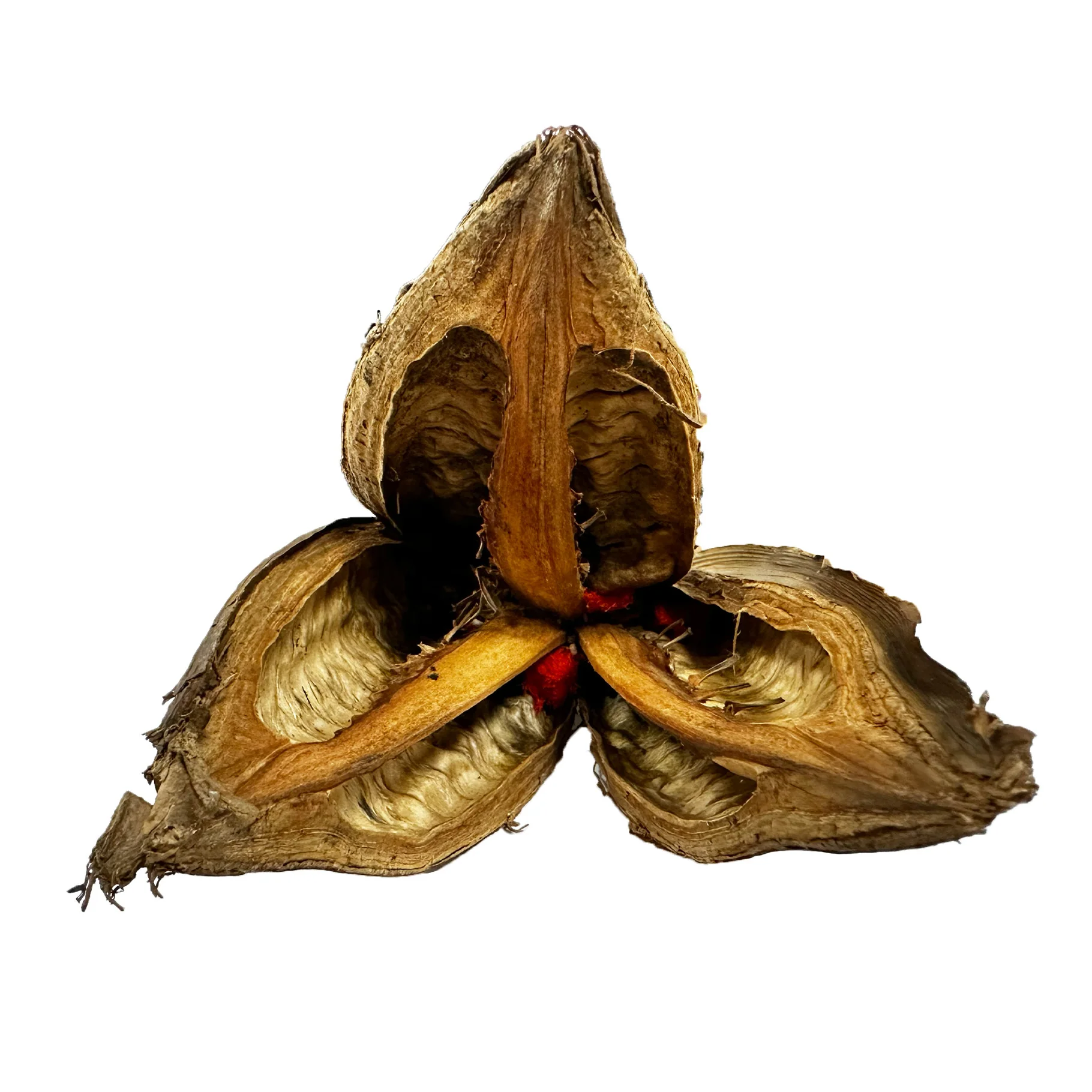 Sororoca Flower