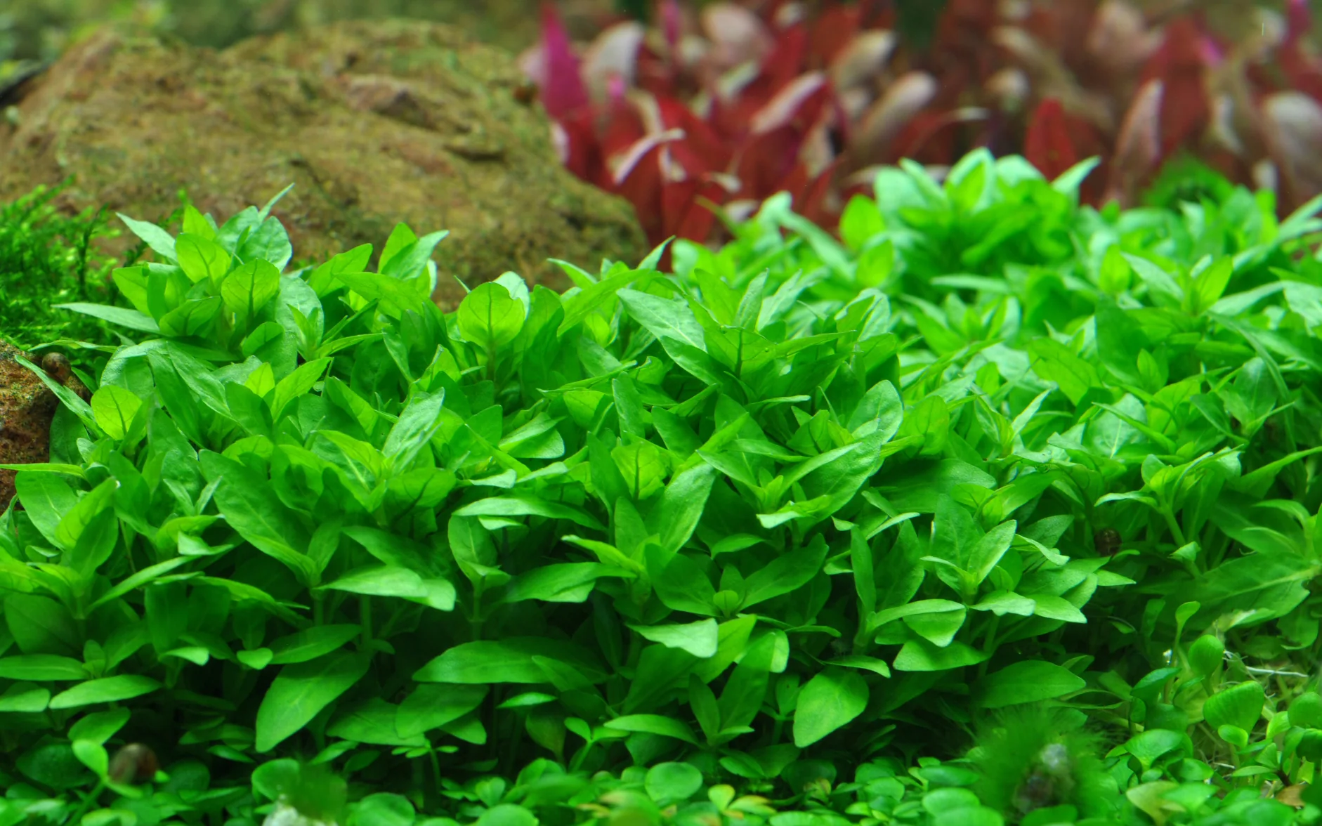 Staurogyne repens Tropica - Image 3