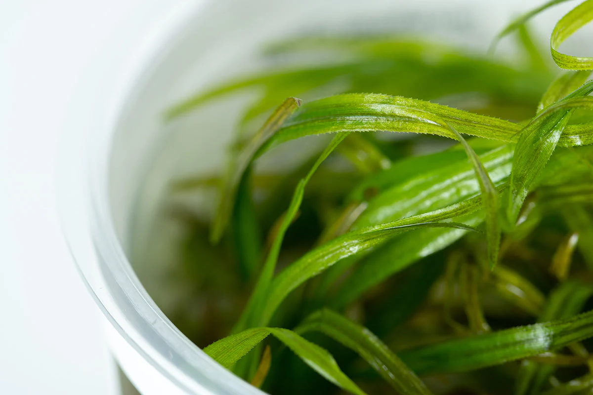 Tropica Blyxa japonica 1-2-GROW - Image 2