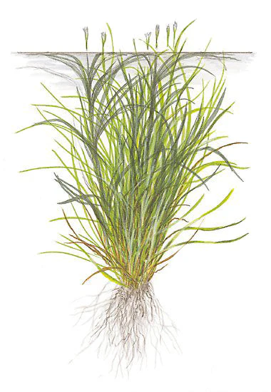 Tropica Blyxa japonica 1-2-GROW - Image 3