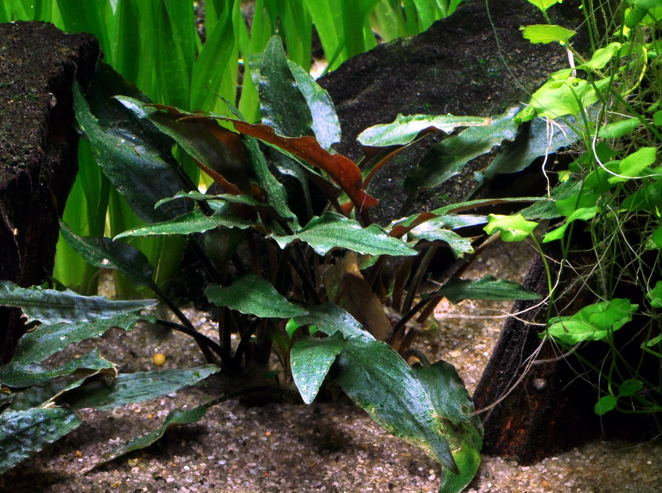 Cryptocoryne beckettii 'Petchii' Tropica (Single Package) - Image 4