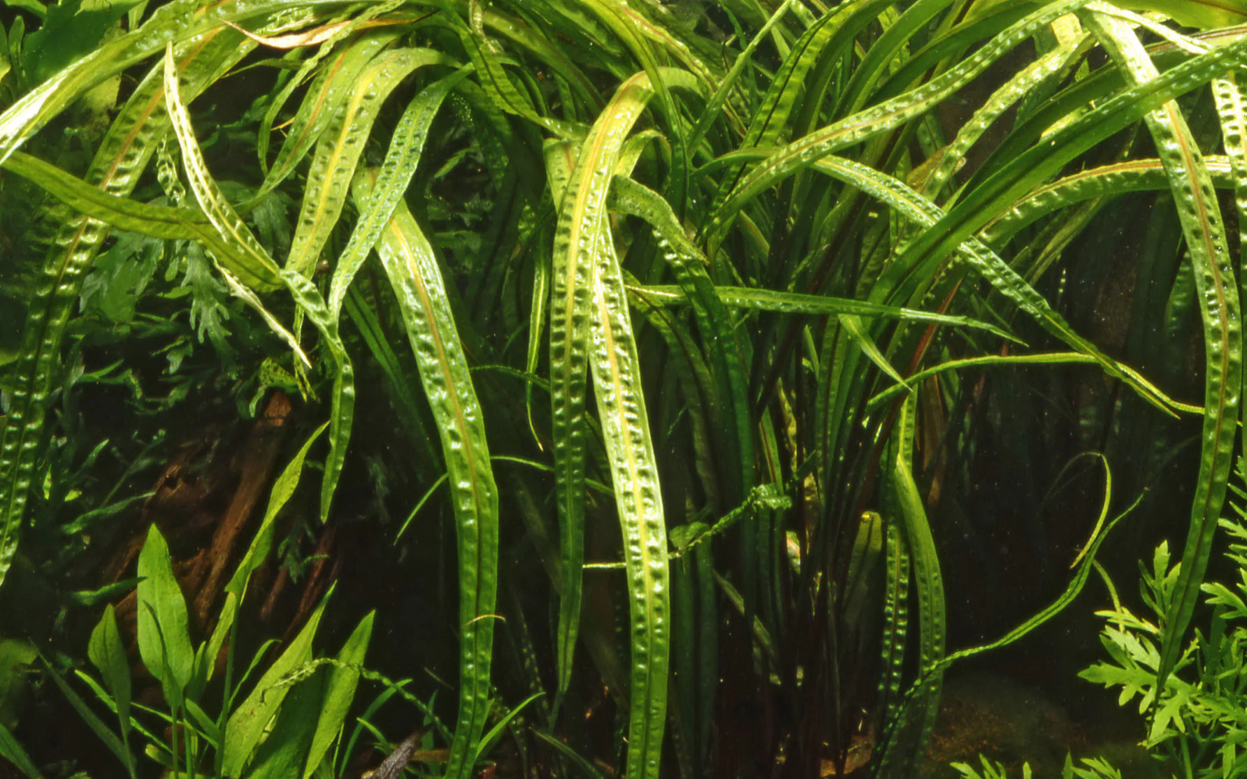 Tropica Cryptocoryne crispatula 1-2-GROW - Image 2