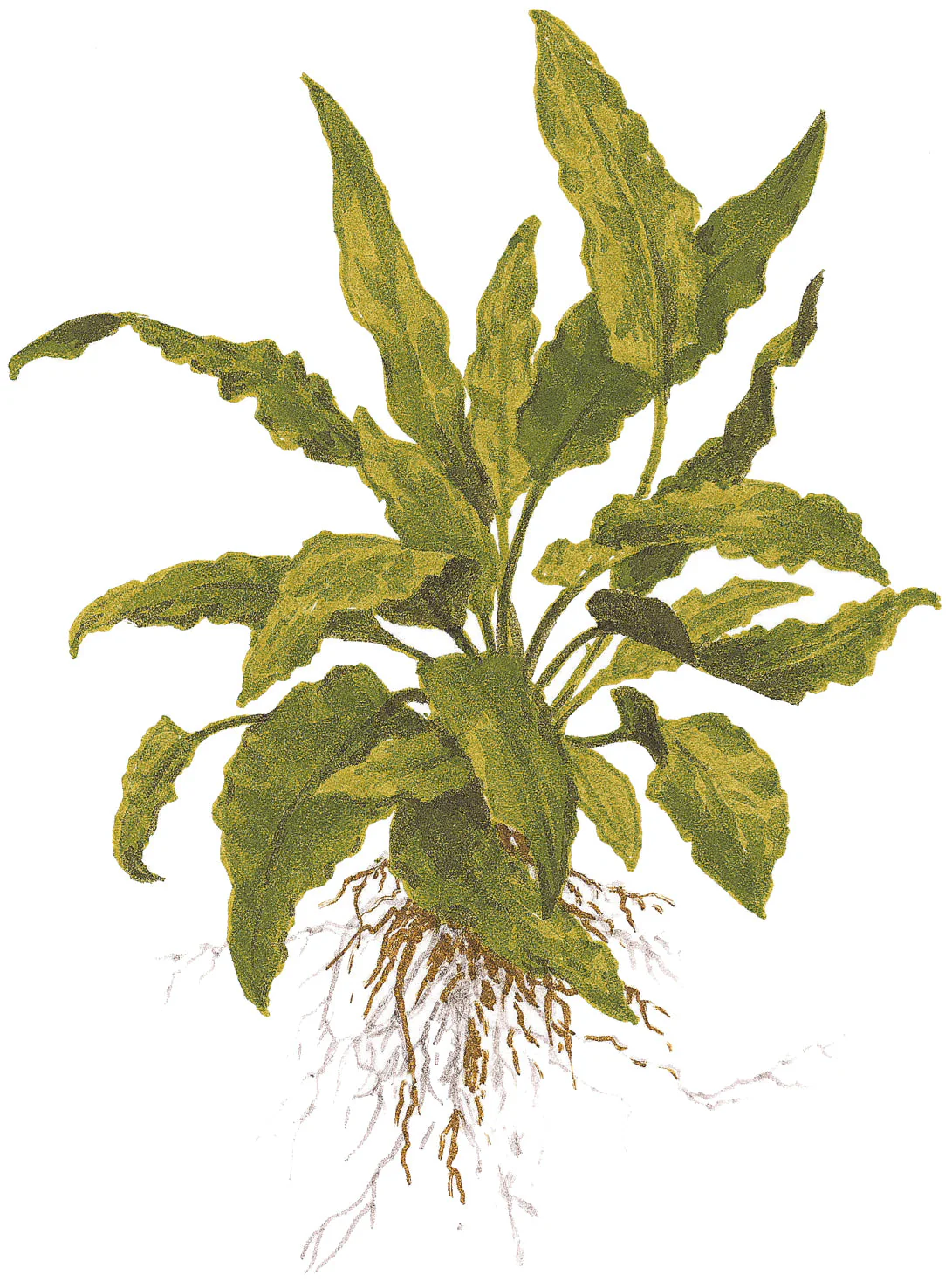 Tropica Cryptocoryne wendtii Green 1-2-GROW - Image 4