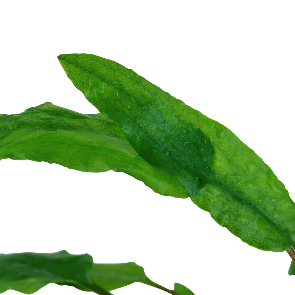 Tropica Cryptocoryne wendtii Green 1-2-GROW - Image 5
