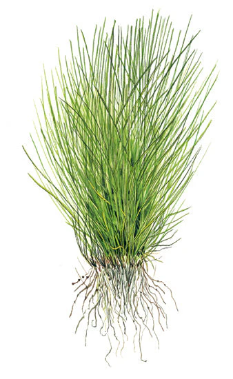 Tropica Eleocharis acicularis 1-2-GROW - Image 4