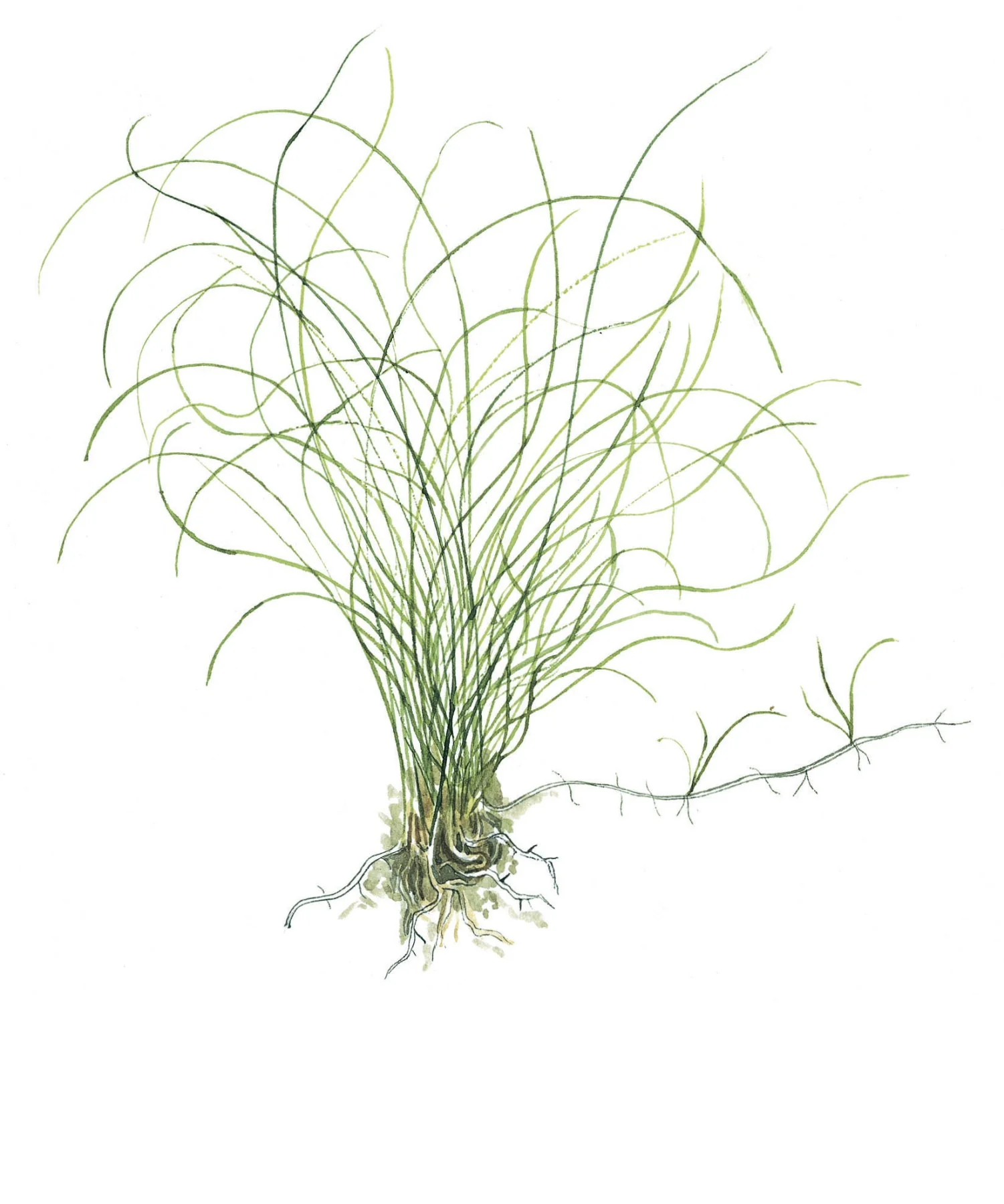 Eleocharis parvula Tropica - Image 3