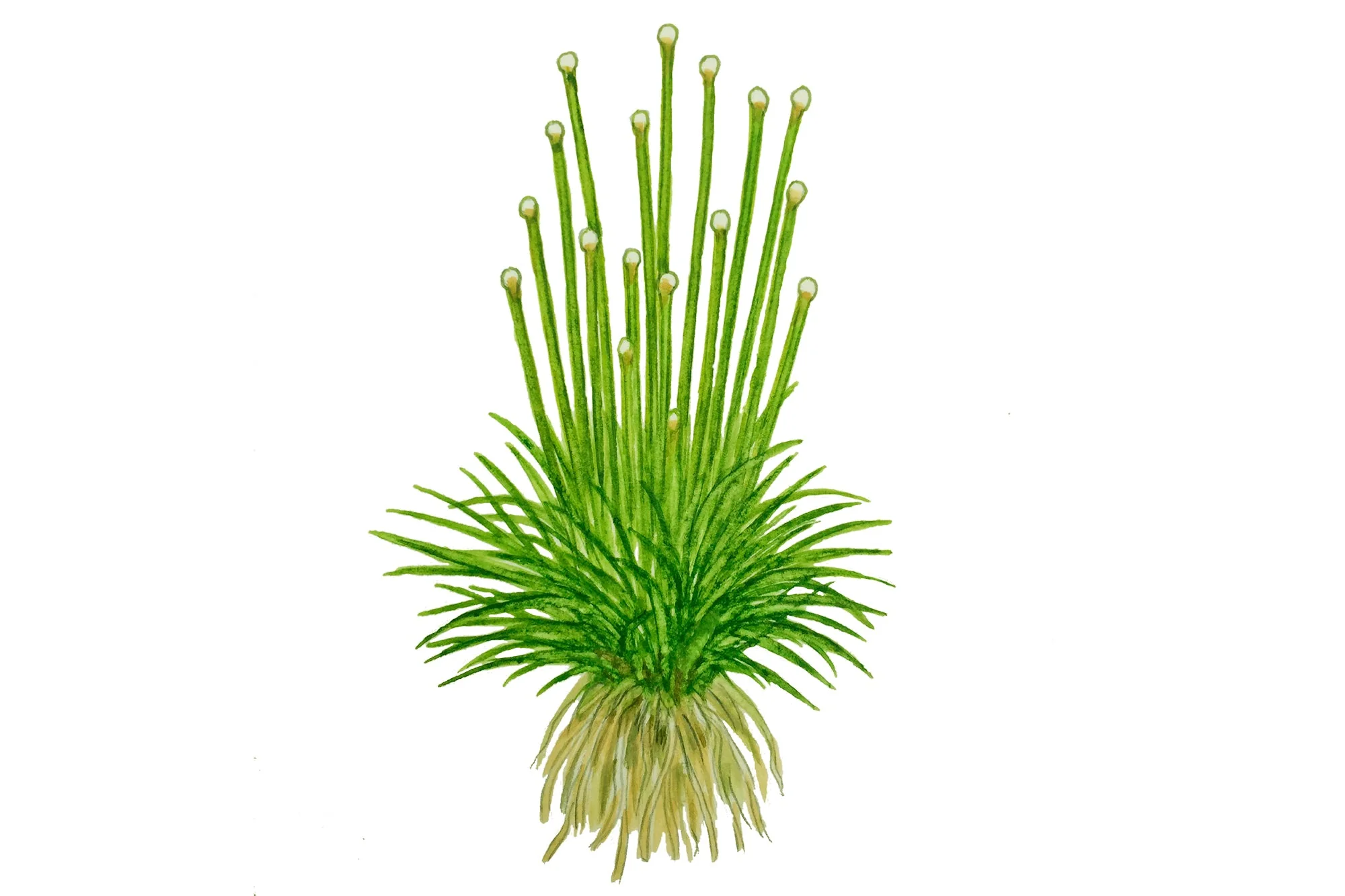 Tropica Eriocaulon cinereum 1-2-GROW - Image 4
