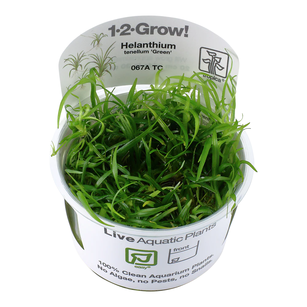 Tropica Helanthium tenellum Green 1-2-GROW