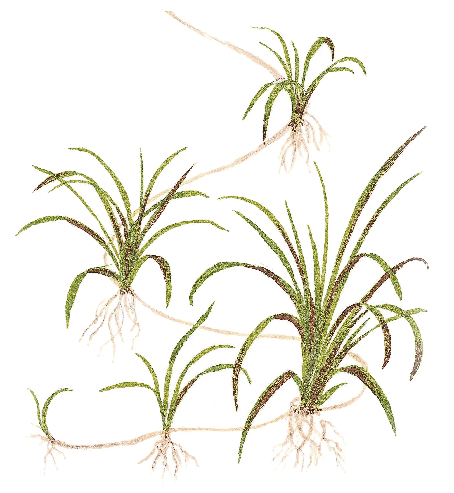 Tropica Helanthium tenellum Green 1-2-GROW - Image 4