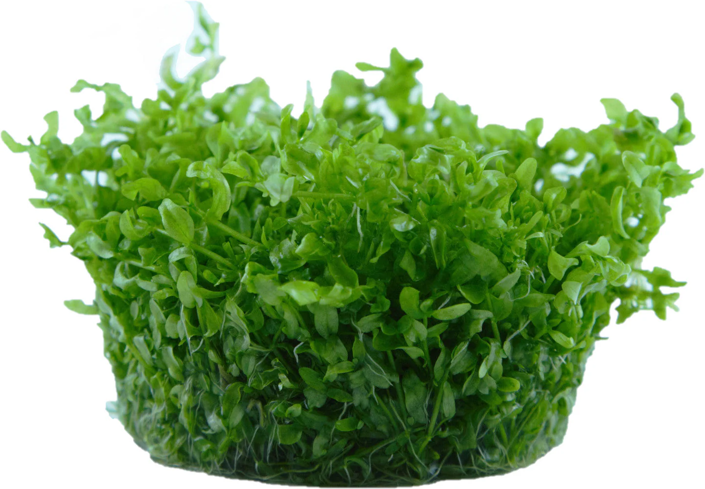 Tropica Hemianthus micranthemoides 1-2-GROW - Image 3