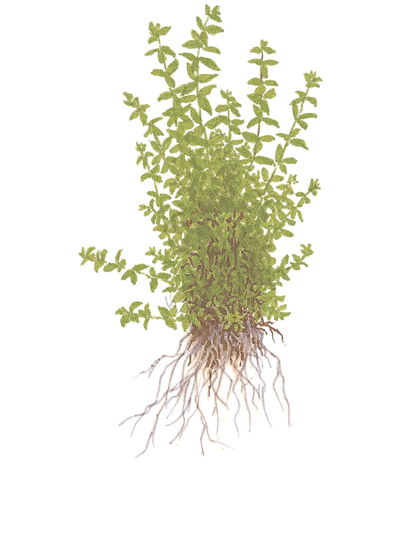 Tropica Hemianthus micranthemoides 1-2-GROW - Image 4