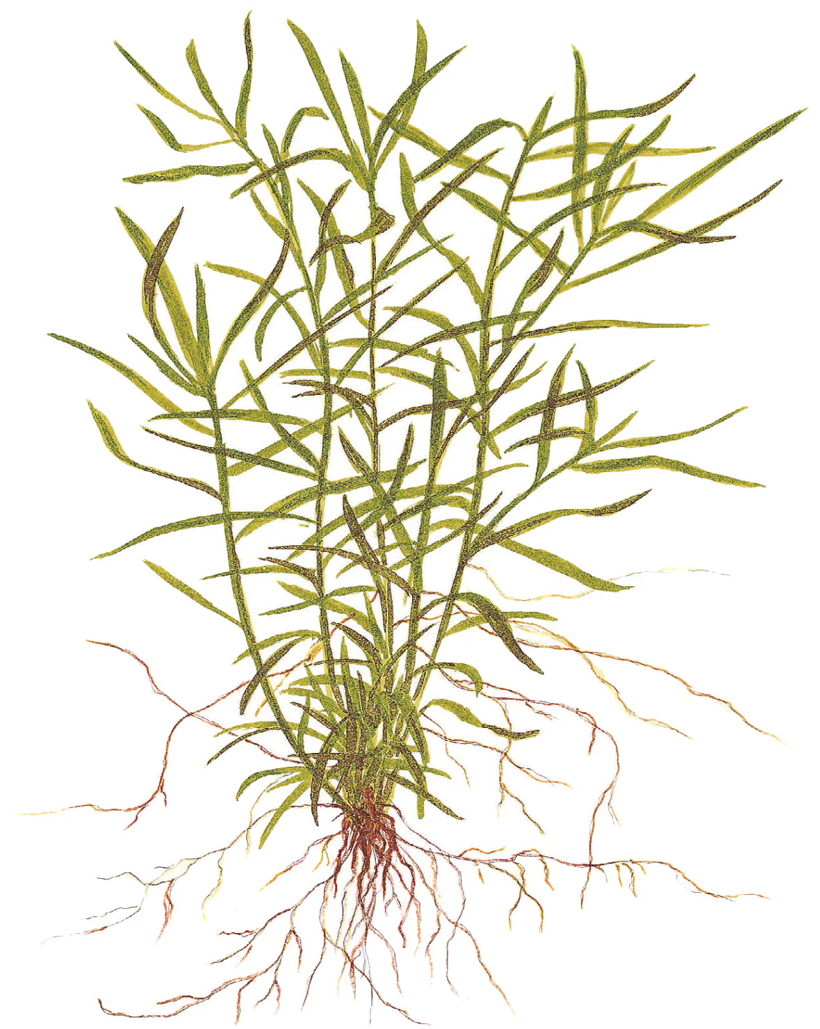 Tropica Heteranthera zosterifolia 1-2-GROW - Image 3