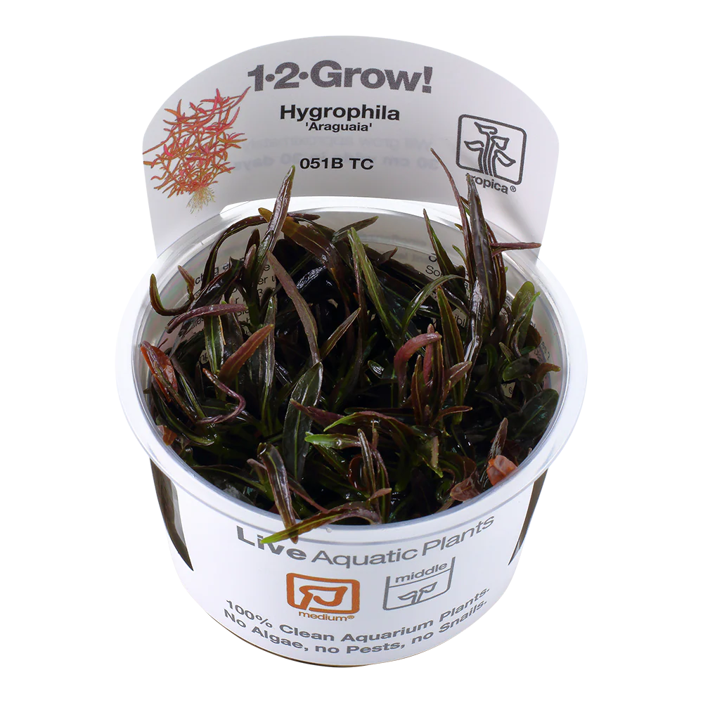Tropica Hygrophila Araguaia 1-2-GROW