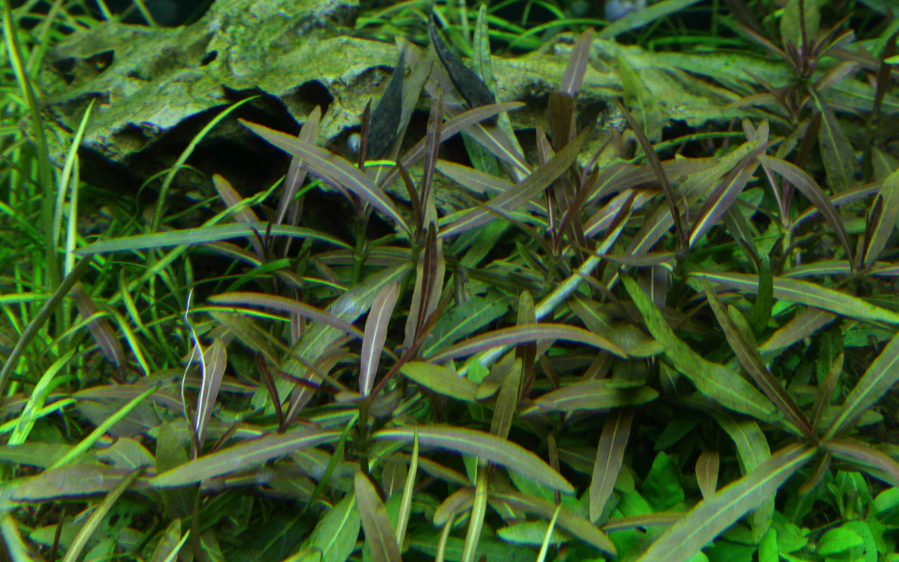 Tropica Hygrophila Araguaia 1-2-GROW - Image 2
