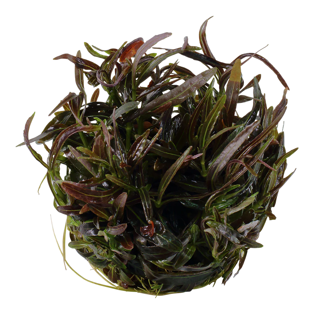 Tropica Hygrophila Araguaia 1-2-GROW - Image 3
