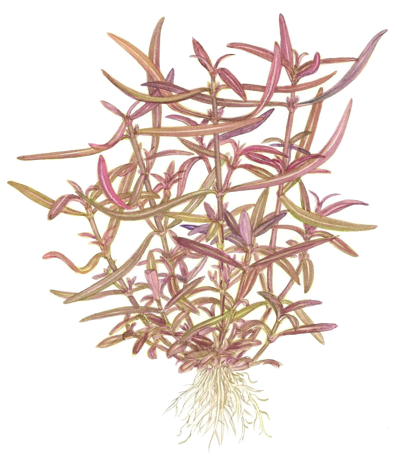 Tropica Hygrophila Araguaia 1-2-GROW - Image 4