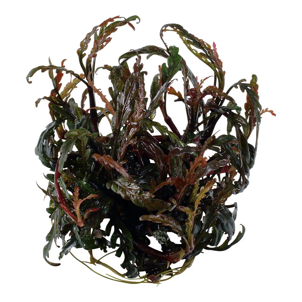 Tropica Hygrophila pinnatifida 1-2-GROW - Image 3