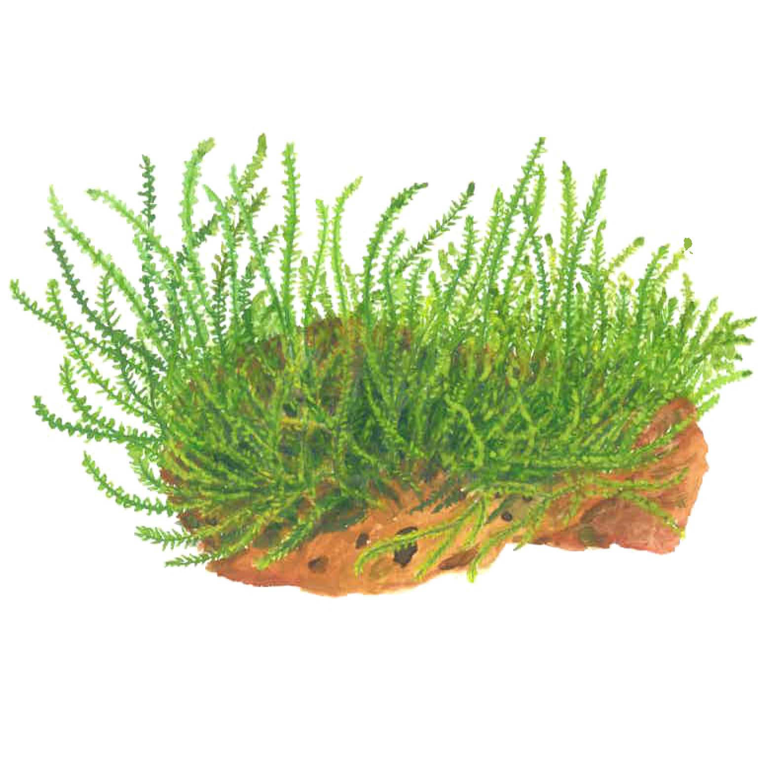 Tropica Leptodictyum riparium Moss 1-2-GROW - Image 4