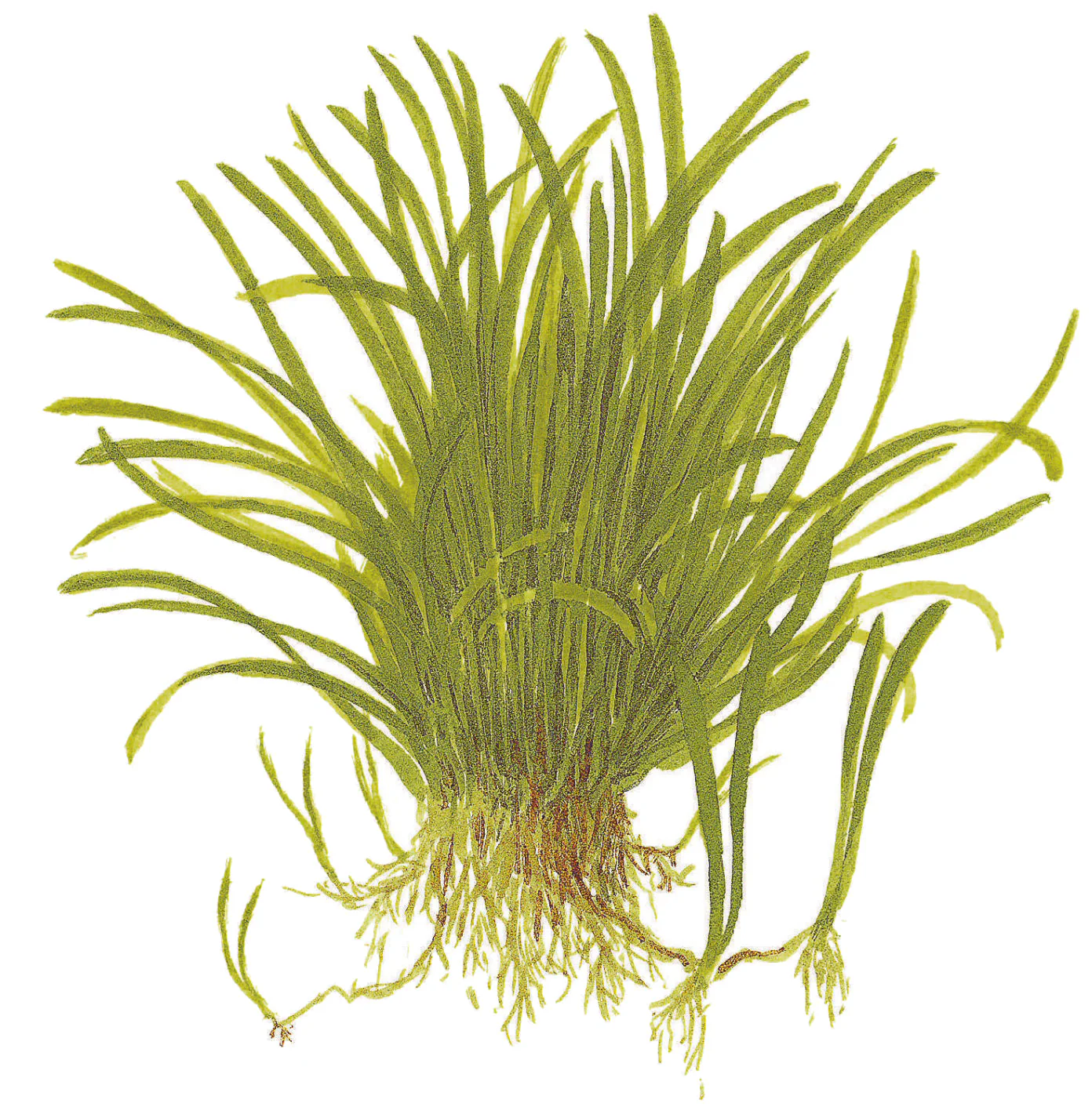 Tropica Lilaeopsis brasiliensis 1-2-GROW - Image 5