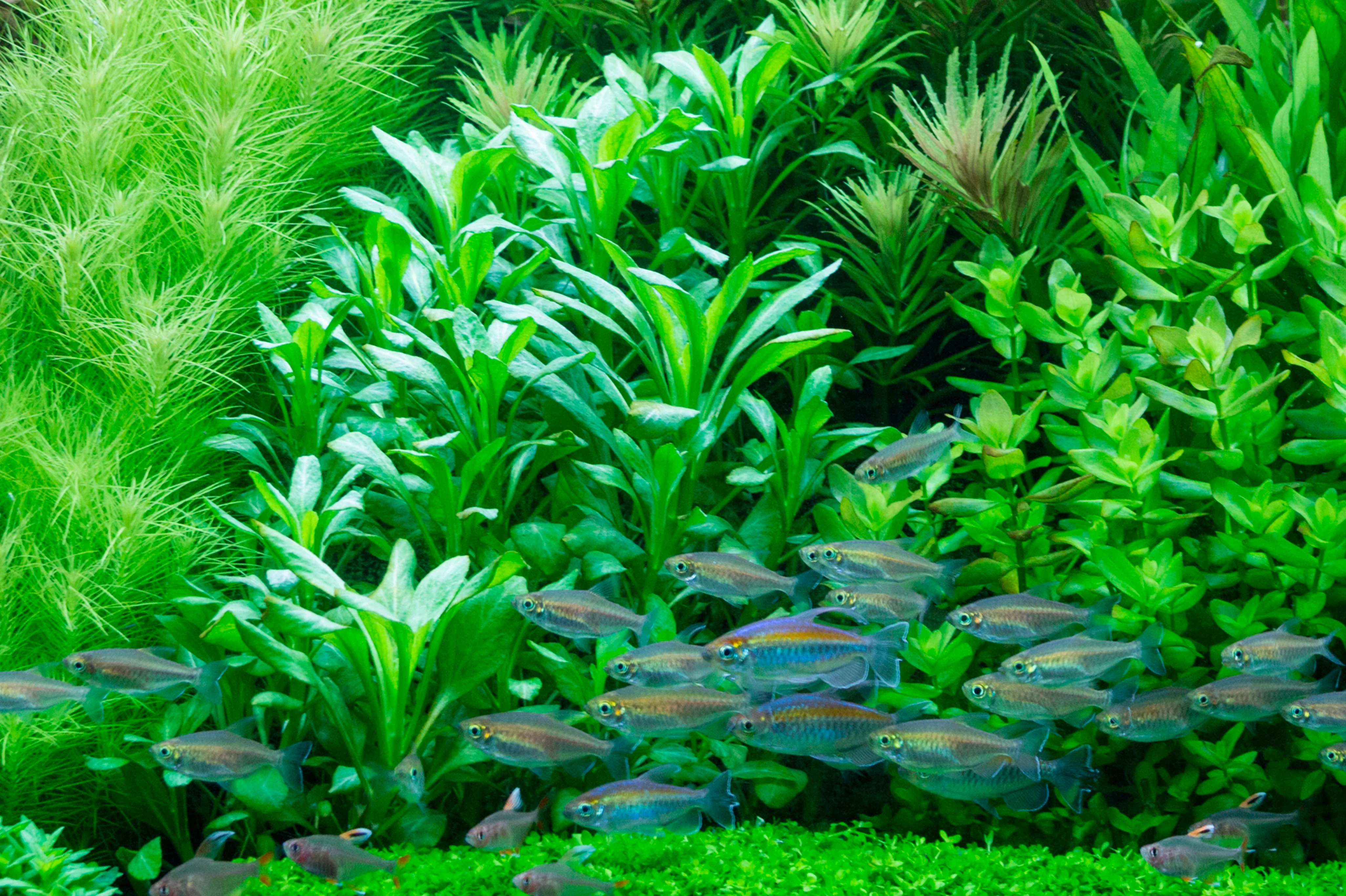 Tropica Lobelia cardinalis Mini Pot - Image 5