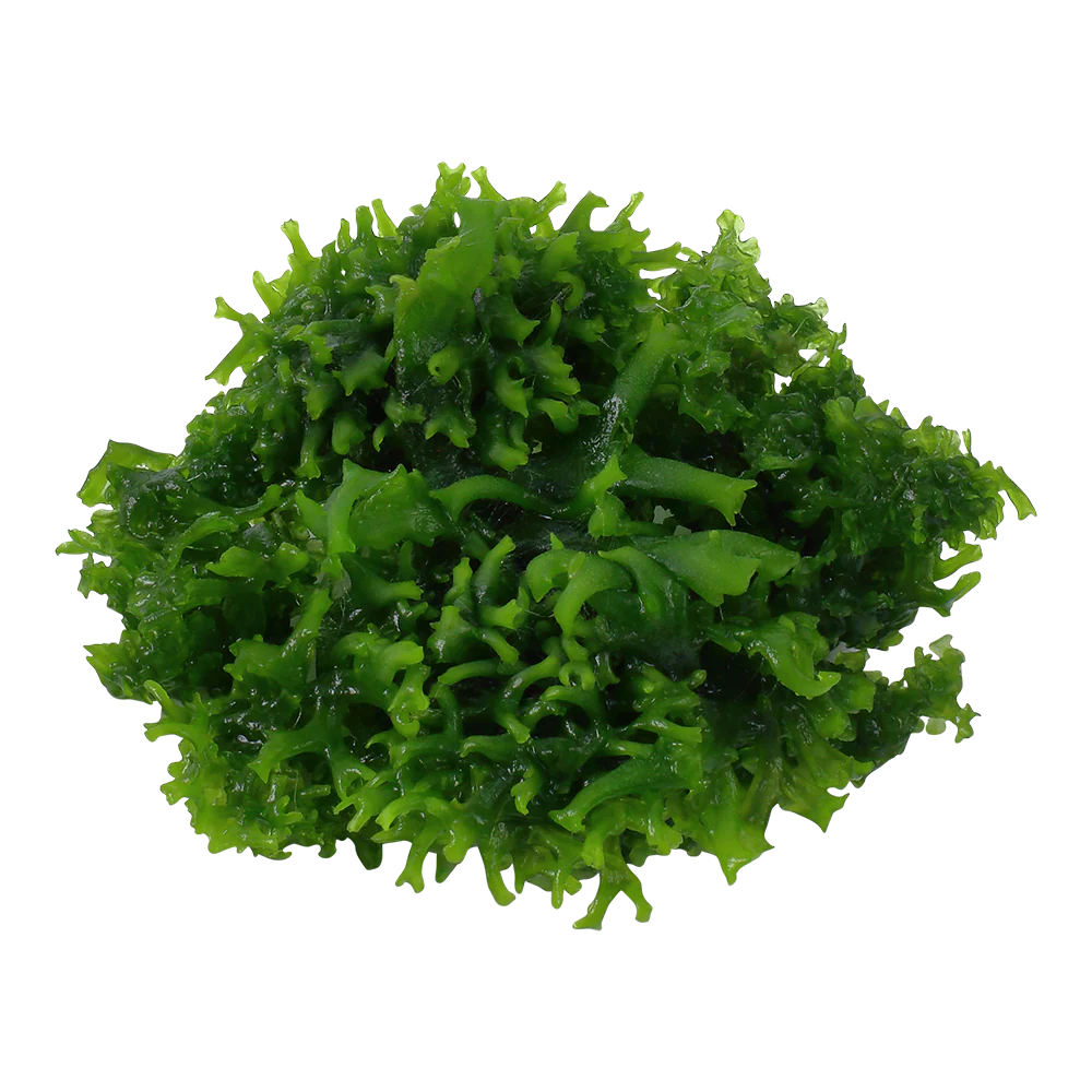 Tropica Monosolenium tenerum liverwort 1-2-GROW - Image 3