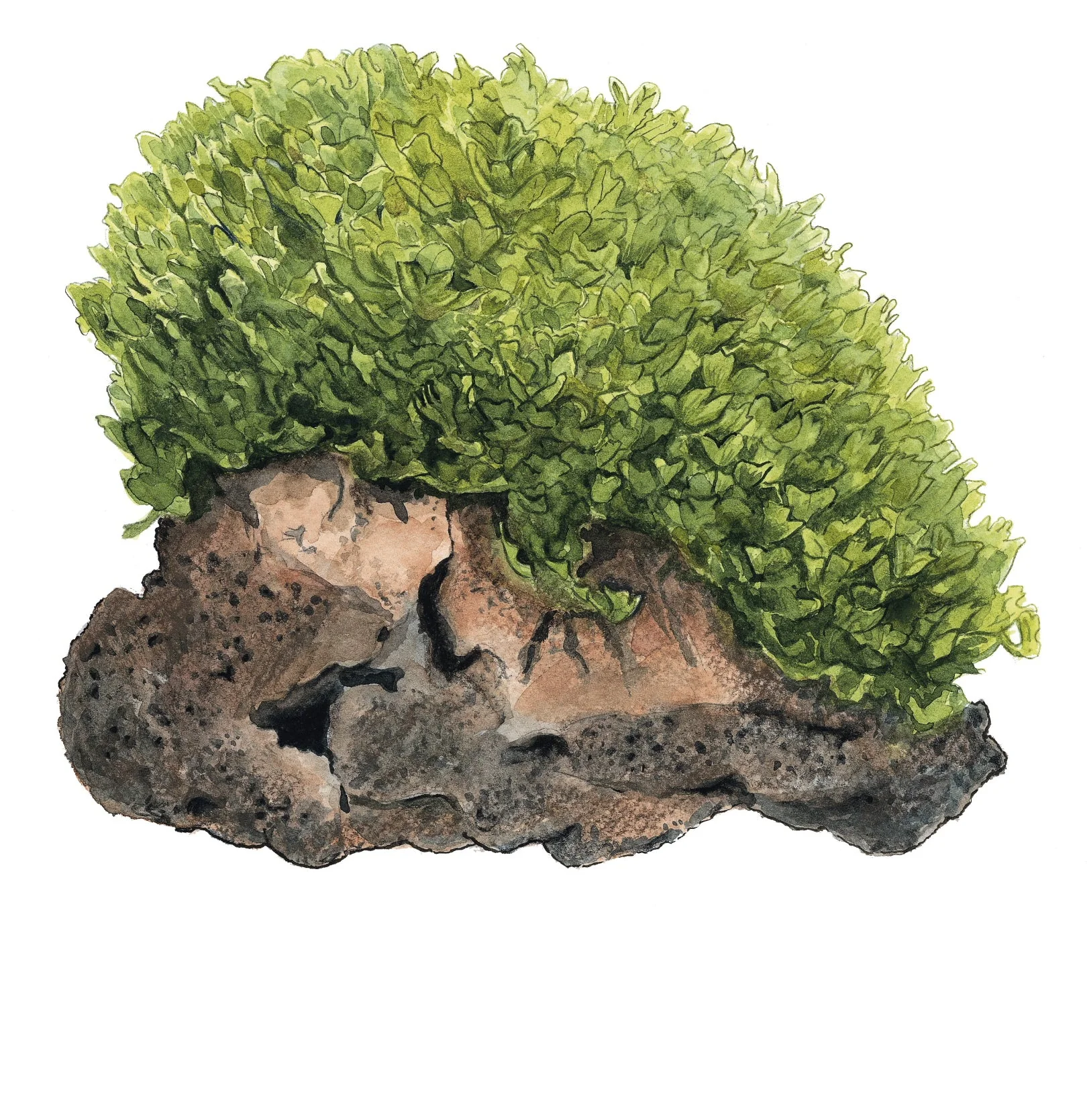 Tropica Monosolenium tenerum liverwort 1-2-GROW - Image 4