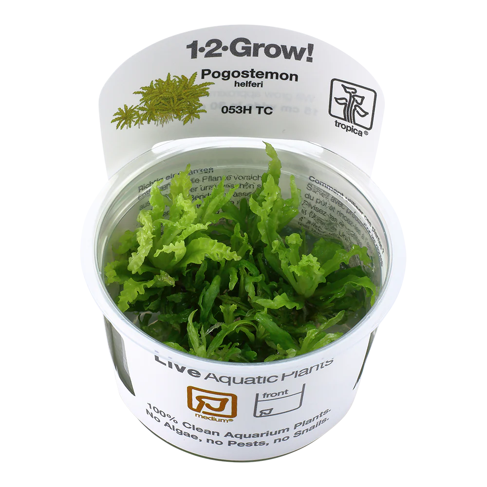 Tropica Pogostemon helferi 1-2-GROW