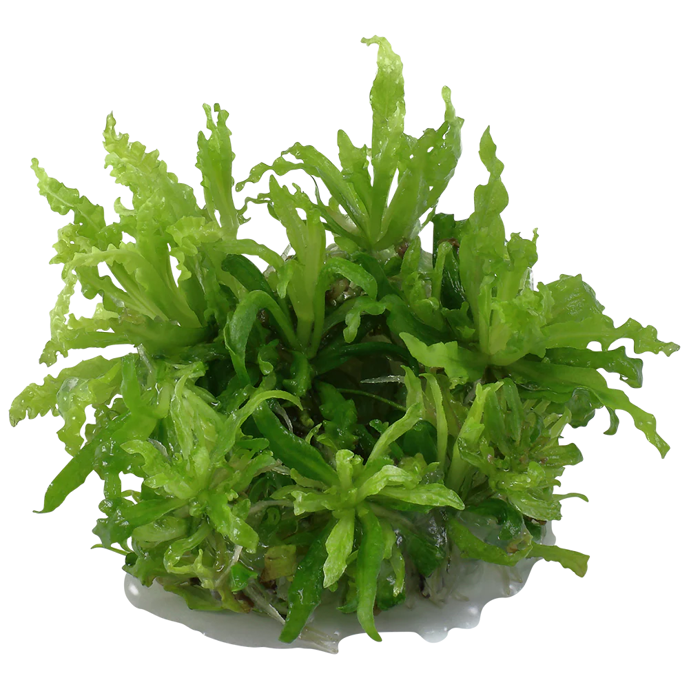 Tropica Pogostemon helferi 1-2-GROW - Image 2