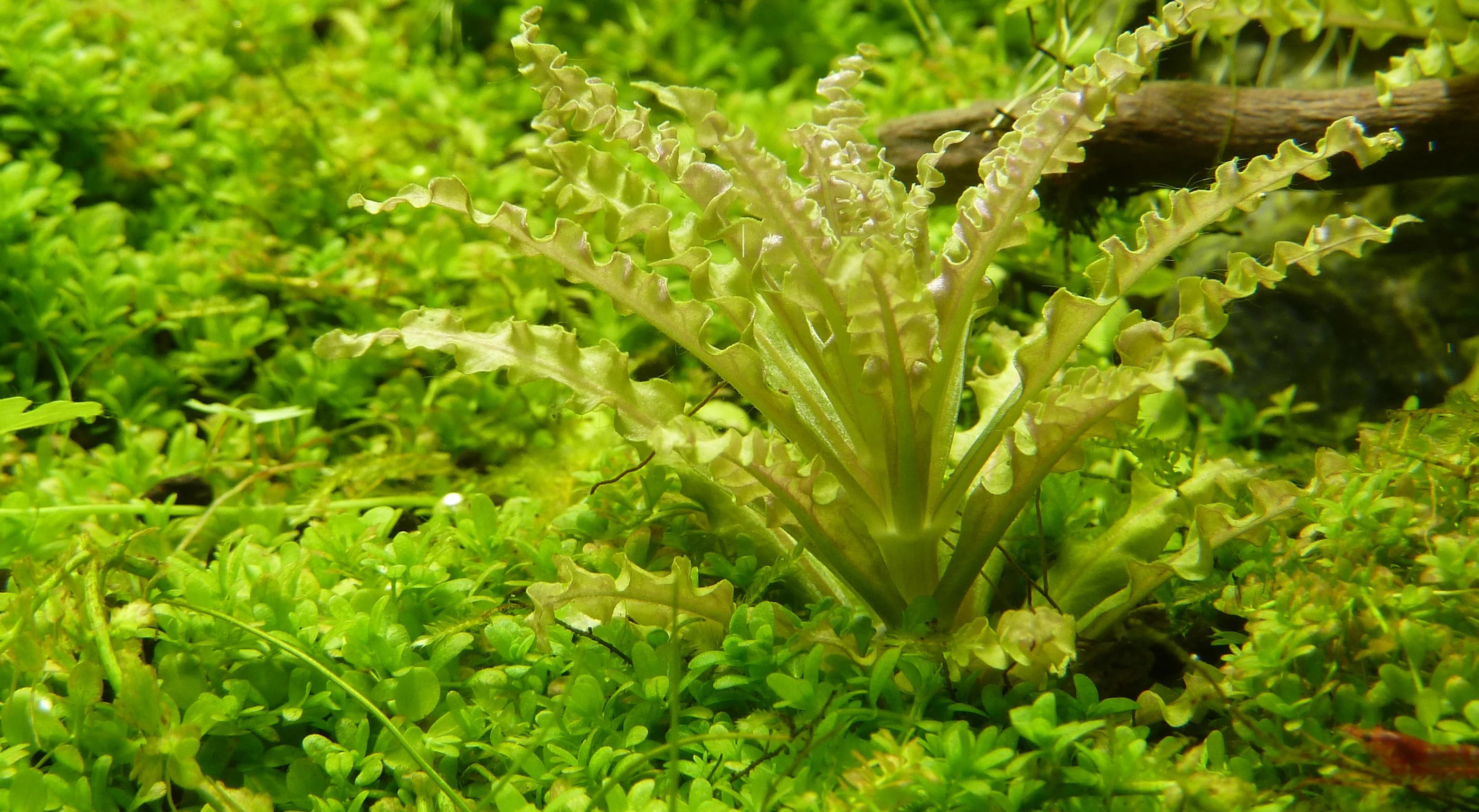 Tropica Pogostemon helferi 1-2-GROW - Image 4